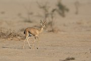 DPPhotography - Oman - Mountain gazelle - B