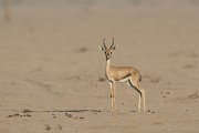 DPPhotography - Oman - Mountain gazelle - E