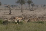 DPPhotography - Oman - Mountain gazelle - F