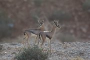 DPPhotography - Oman - Mountain gazelle - G