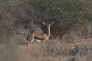 DPPhotography - Oman - Mountain gazelle - H