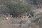 DPPhotography - Oman - Mountain gazelle - I