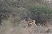 DPPhotography - Oman - Mountain gazelle - J
