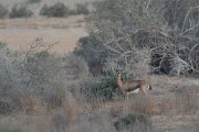 DPPhotography - Oman - Mountain gazelle - K