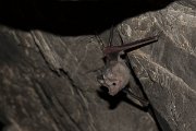 DPPhotography - Oman - Small mouse-tailed bat - A