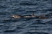 DPPhotography - Oman - Spinner dolphin - A