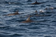 DPPhotography - Oman - Spinner dolphin - B