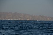 DPPhotography - Oman - Spinner dolphin - D