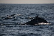 DPPhotography - Oman - Spinner dolphin - E