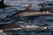 DPPhotography - Oman - Spinner dolphin - G