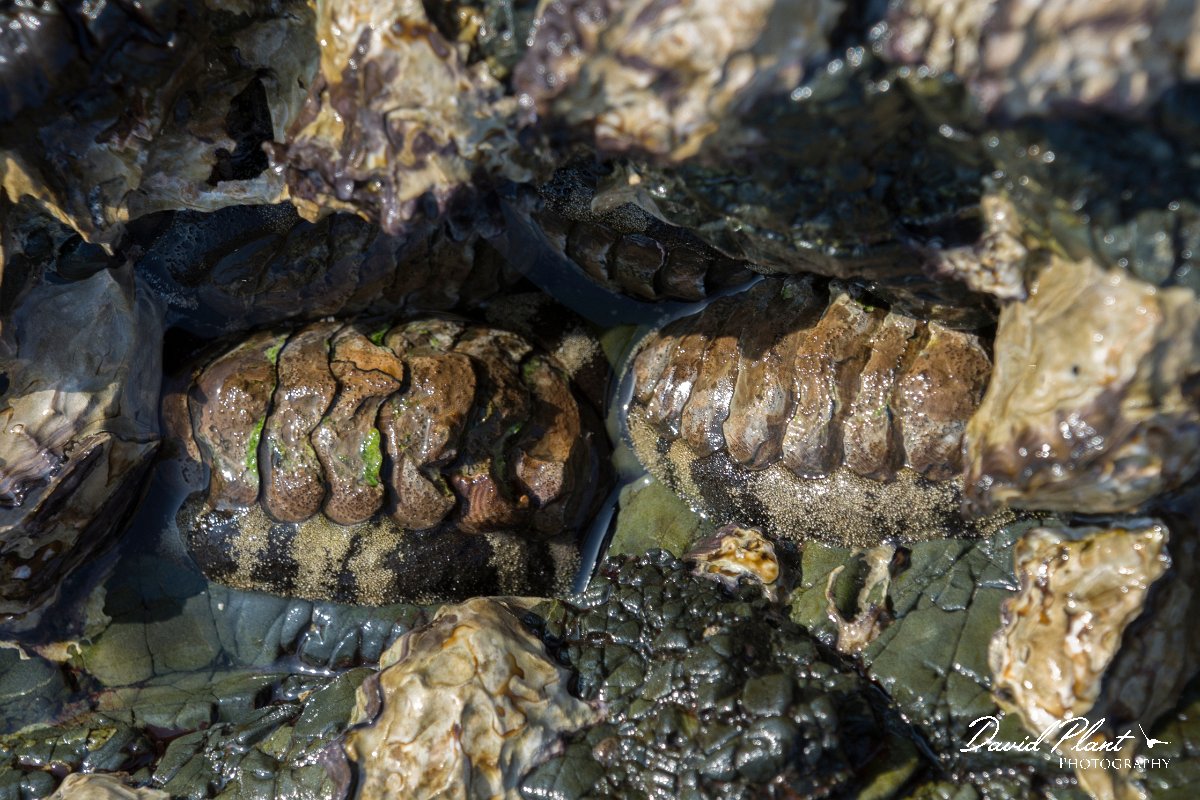 DPPhotography - Oman - Acanthopleura vaillantii - A.jpg - Acanthopleura vaillantii - Ras Abu Rasas, Oman