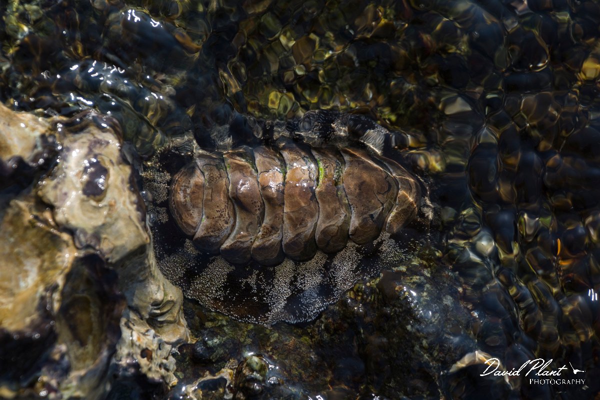 DPPhotography - Oman - Acanthopleura vaillantii - C.jpg - Acanthopleura vaillantii - Ras Abu Rasas, Oman
