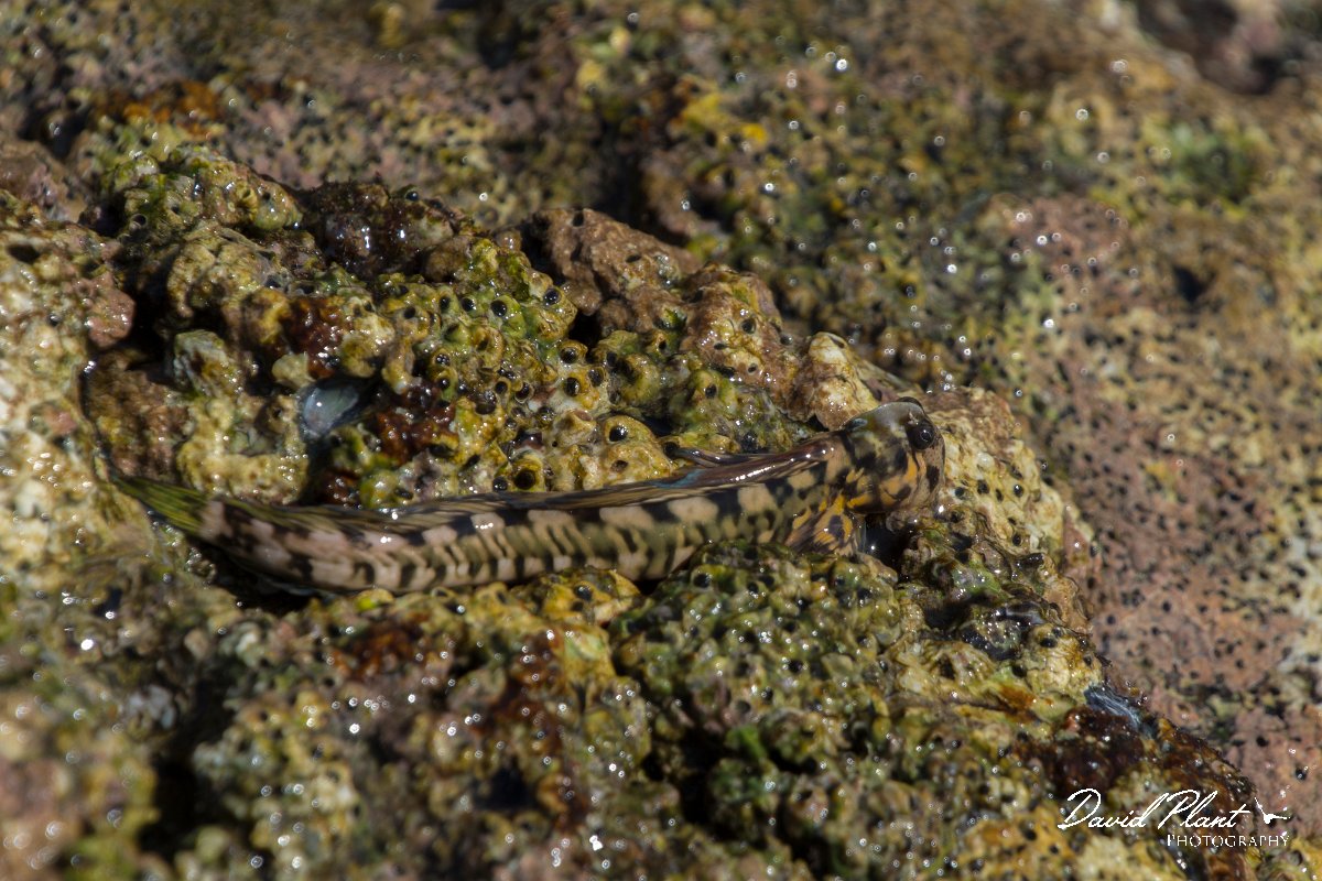 DPPhotography - Oman - Alticus kirkii - B.jpg - Kirk's blenny, Alticus kirkii - Ras Mirbat, Oman
