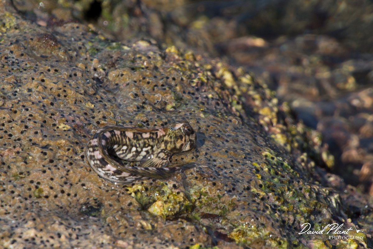 DPPhotography - Oman - Alticus kirkii - C.jpg - Kirk's blenny, Alticus kirkii - Ras Mirbat, Oman