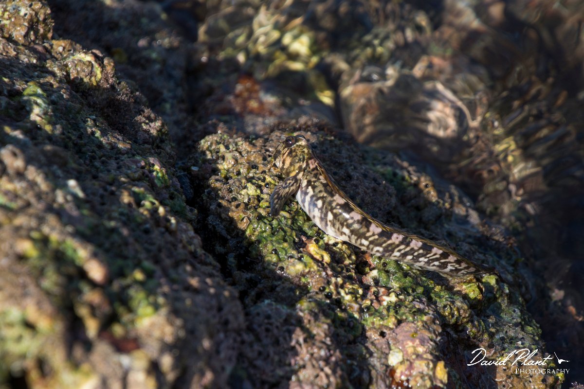 DPPhotography - Oman - Alticus kirkii - D.jpg - Kirk's blenny, Alticus kirkii - Ras Mirbat, Oman