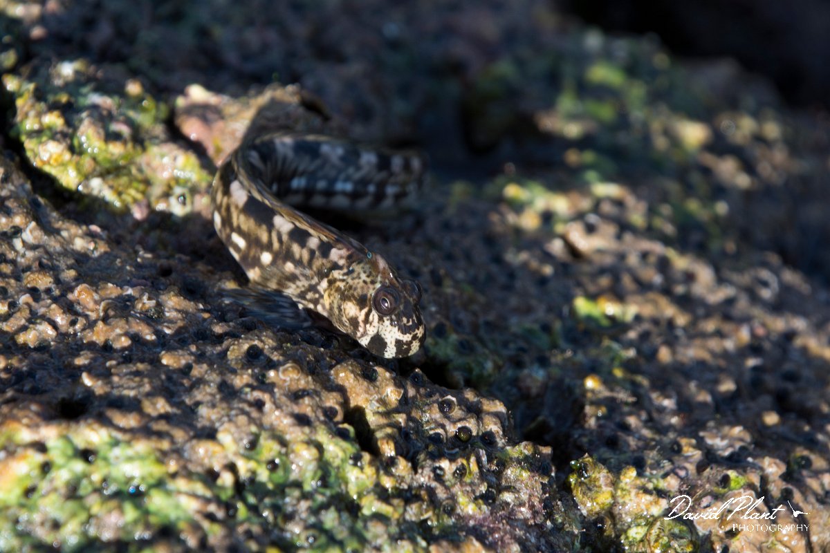 DPPhotography - Oman - Alticus kirkii - F.jpg - Kirk's blenny, Alticus kirkii - Ras Mirbat, Oman