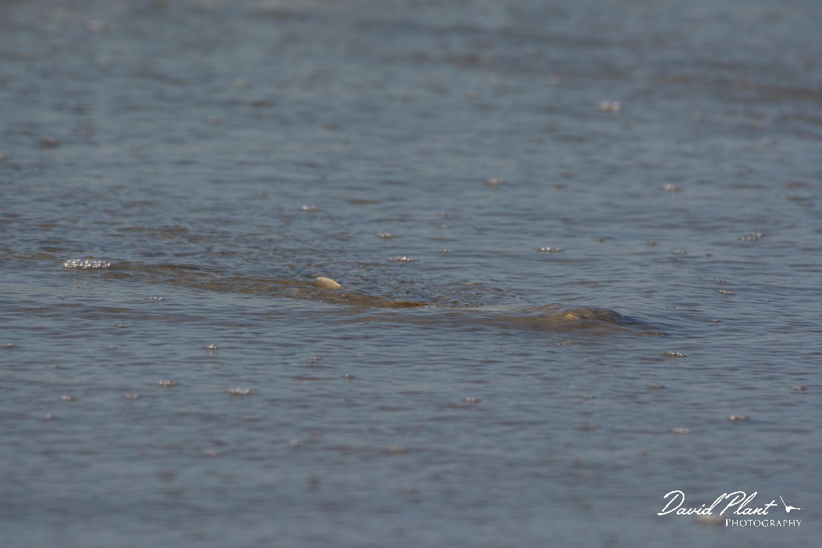 DPPhotography - Oman - Glaucostegus halavi - A.jpg - Halavi ray, Glaucostegus halavi - Ash Shuwaymiyyah beach, Oman
