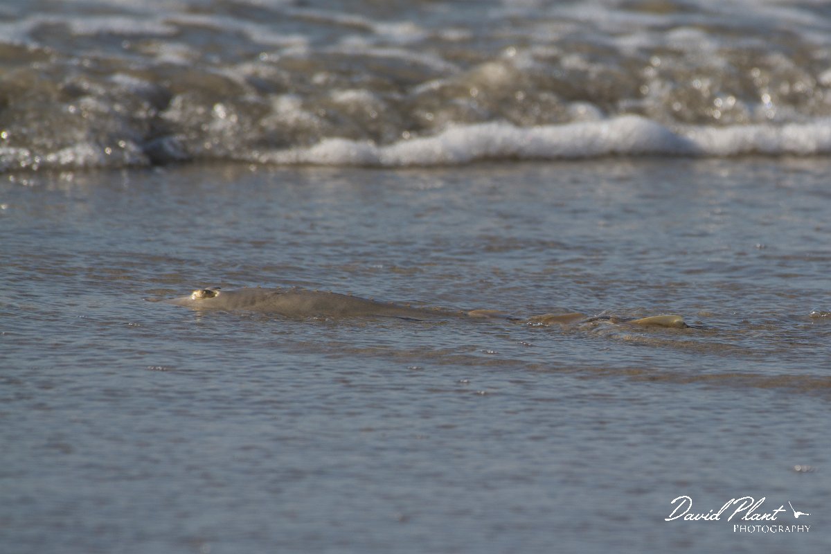 DPPhotography - Oman - Glaucostegus halavi - B.jpg - Halavi ray, Glaucostegus halavi - Ash Shuwaymiyyah beach, Oman