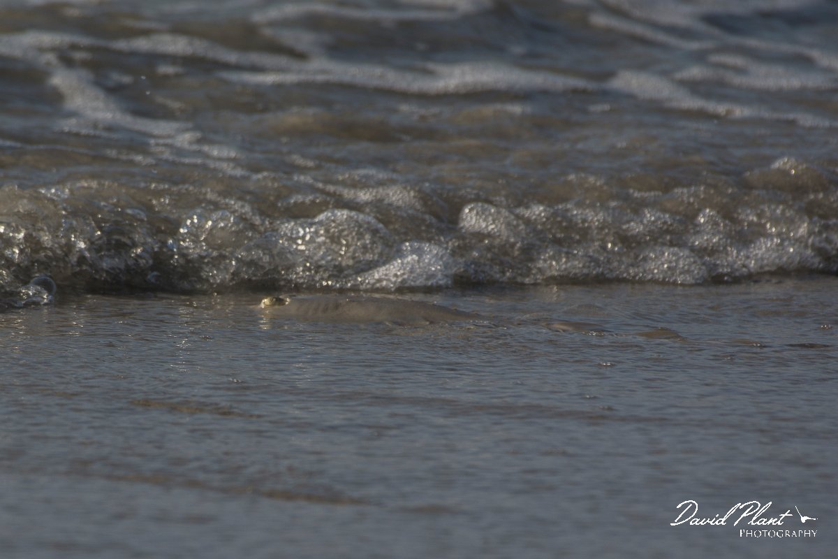 DPPhotography - Oman - Glaucostegus halavi - C.jpg - Halavi ray, Glaucostegus halavi - Ash Shuwaymiyyah beach, Oman