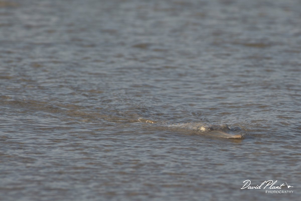 DPPhotography - Oman - Glaucostegus halavi - D.jpg - Halavi ray, Glaucostegus halavi - Ash Shuwaymiyyah beach, Oman