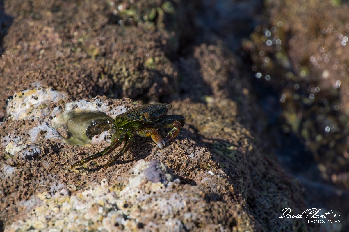 DPPhotography - Oman - Grapsus albolineatus - A.jpg - Sally lightfoot crab, Grapsus albolineatus - Ras Mirbat, Oman