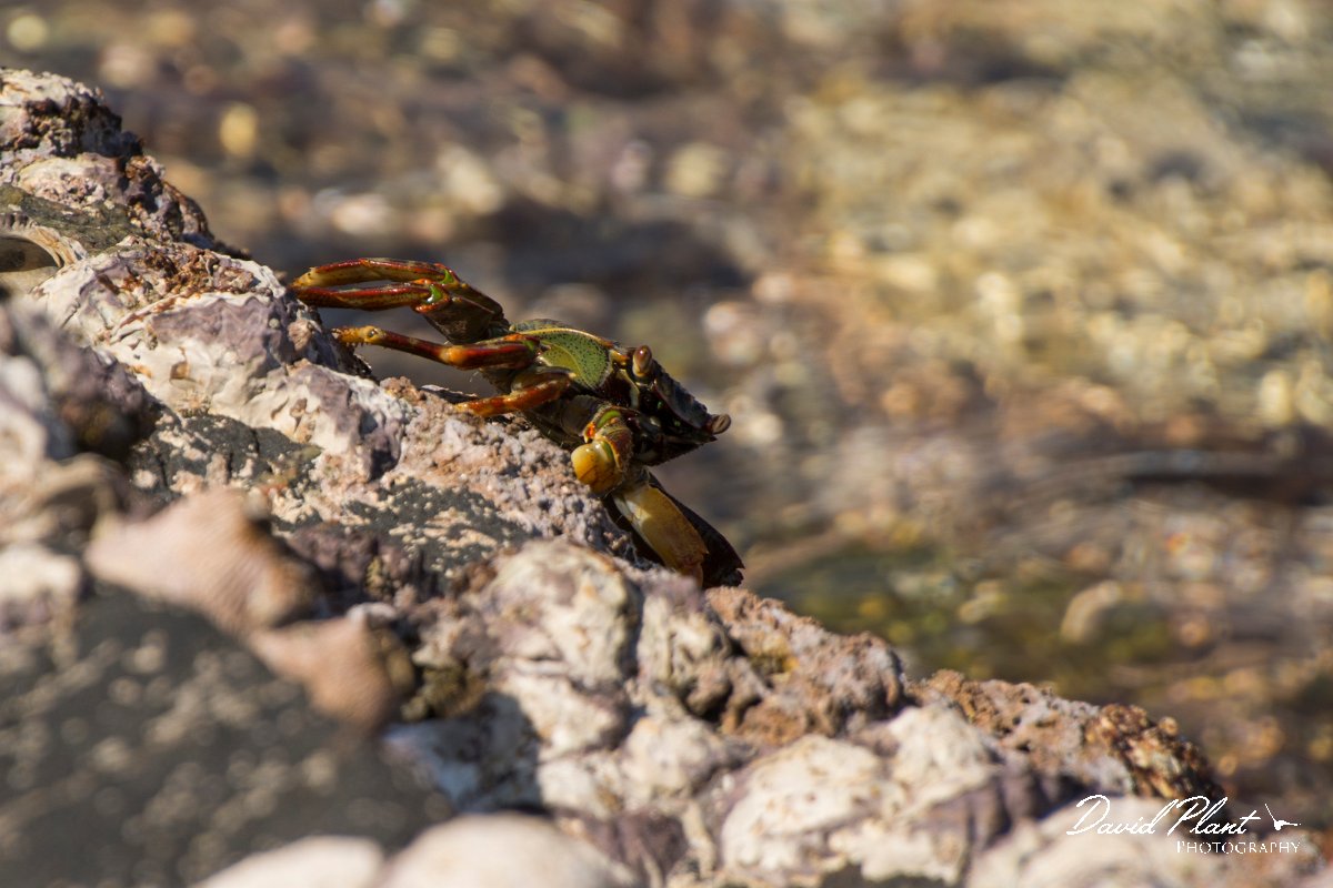 DPPhotography - Oman - Grapsus albolineatus - B.jpg - Sally lightfoot crab, Grapsus albolineatus - Ras Mirbat, Oman