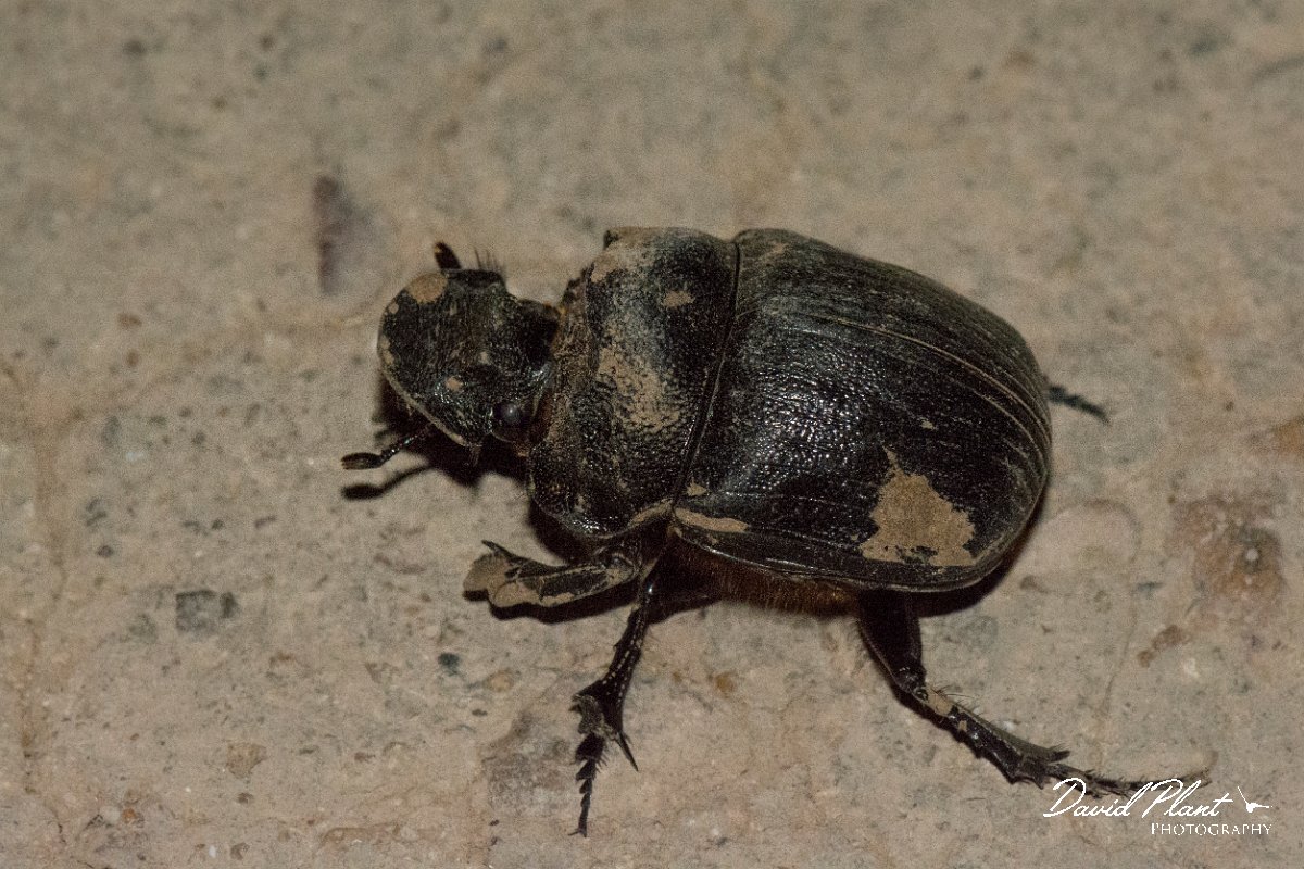 DPPhotography - Oman - Heliocopris gigas - A.jpg - Heliocopris gigas - Ayn Hamran, Oman