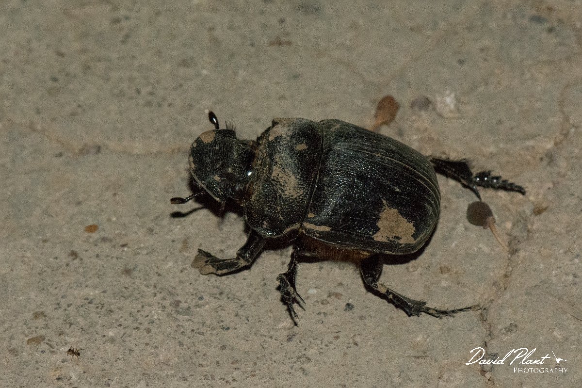 DPPhotography - Oman - Heliocopris gigas - B.jpg - Heliocopris gigas - Ayn Hamran, Oman