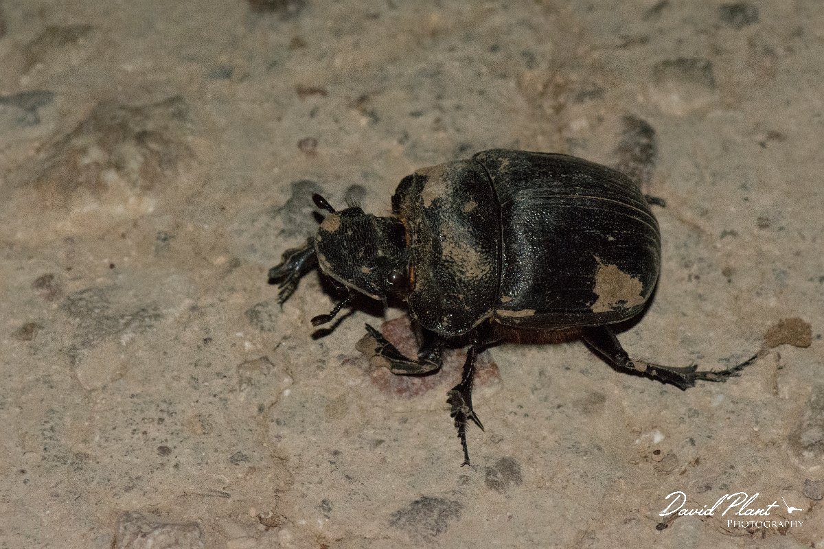 DPPhotography - Oman - Heliocopris gigas - C.jpg - Heliocopris gigas - Ayn Hamran, Oman