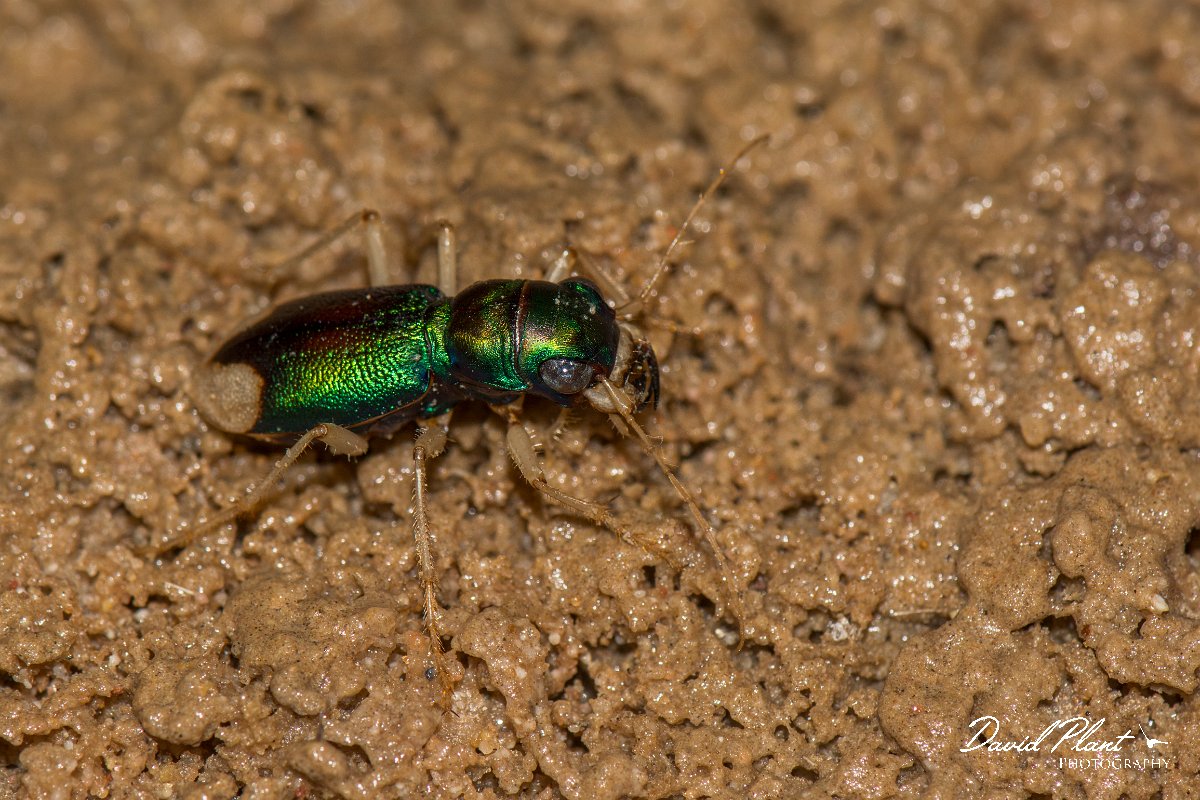 DPPhotography - Oman - Megacephala euphratica - A.jpg - Megacephala euphratica - Ar-Ramayli, Oman