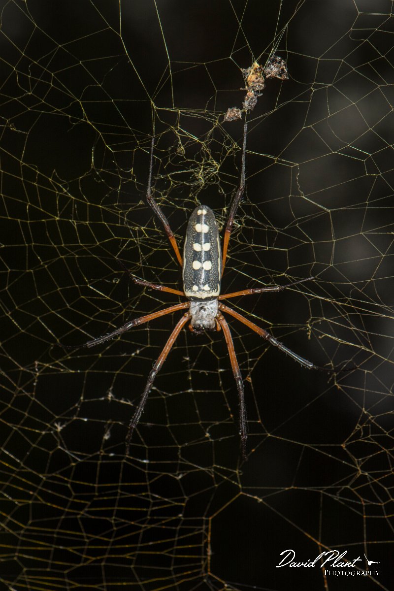 DPPhotography - Oman - Nephila sumptuosa - A.jpg - Red-legged golden orb-web spider, Nephila sumptuosa - Ayn Hamran, Oman