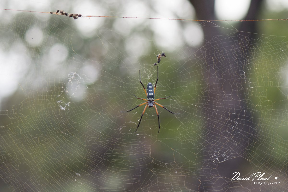 DPPhotography - Oman - Nephila sumptuosa - B.jpg - Red-legged golden orb-web spider, Nephila sumptuosa - Ayn Hamran, Oman