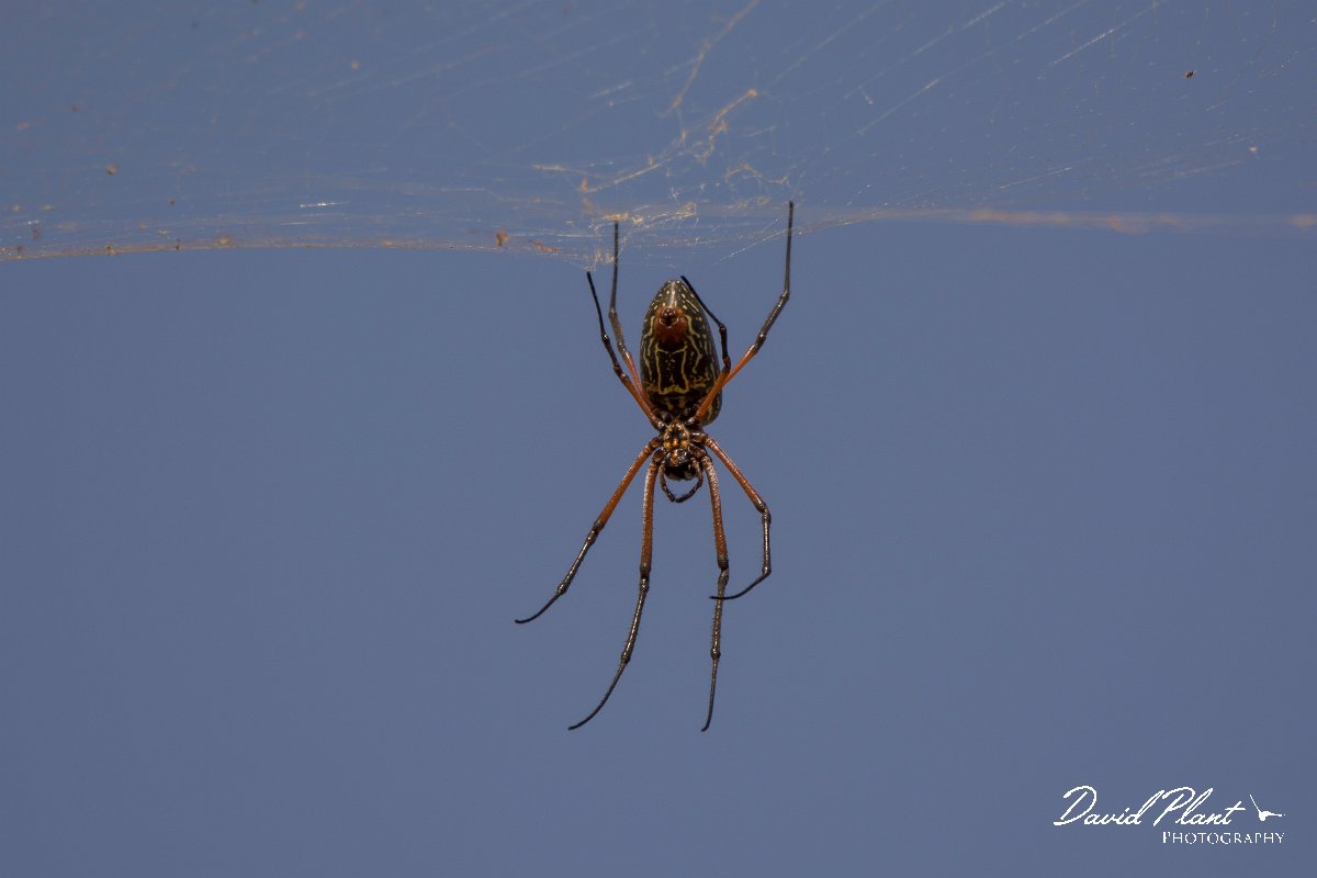 DPPhotography - Oman - Nephila sumptuosa - C.jpg - Red-legged golden orb-web spider, Nephila sumptuosa - Wadi Darbat, Oman