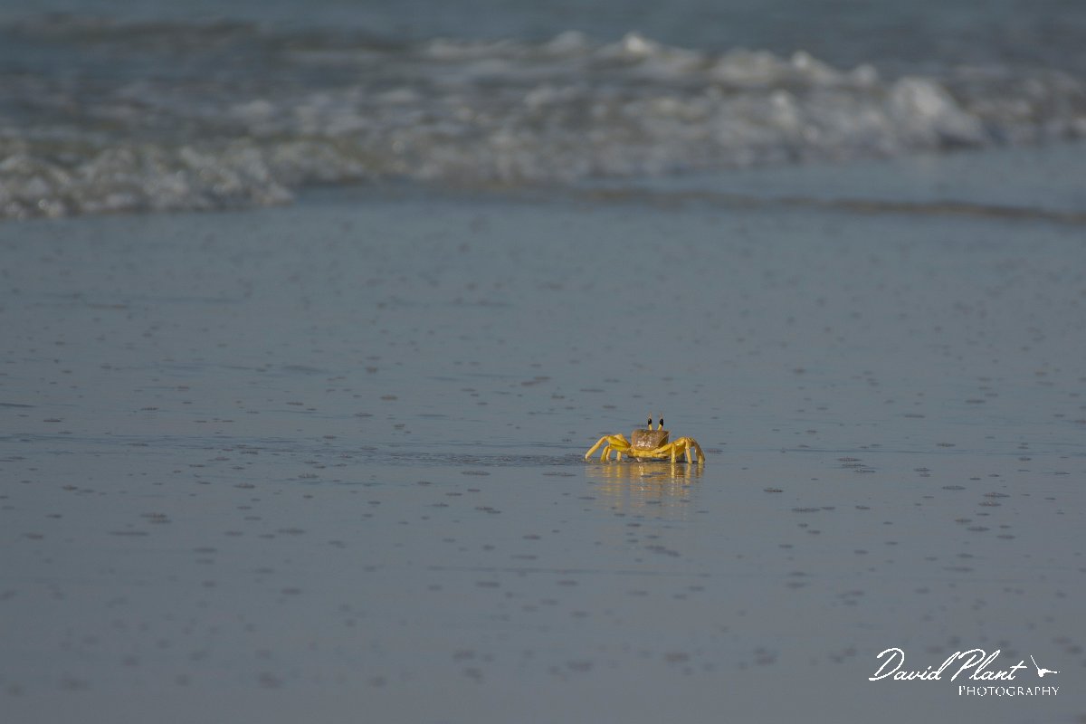 DPPhotography - Oman - Ocypode rotundata - A.jpg - Ghost crab, Ocypode rotundata - Ash Shuwaymiyyah beach, Oman