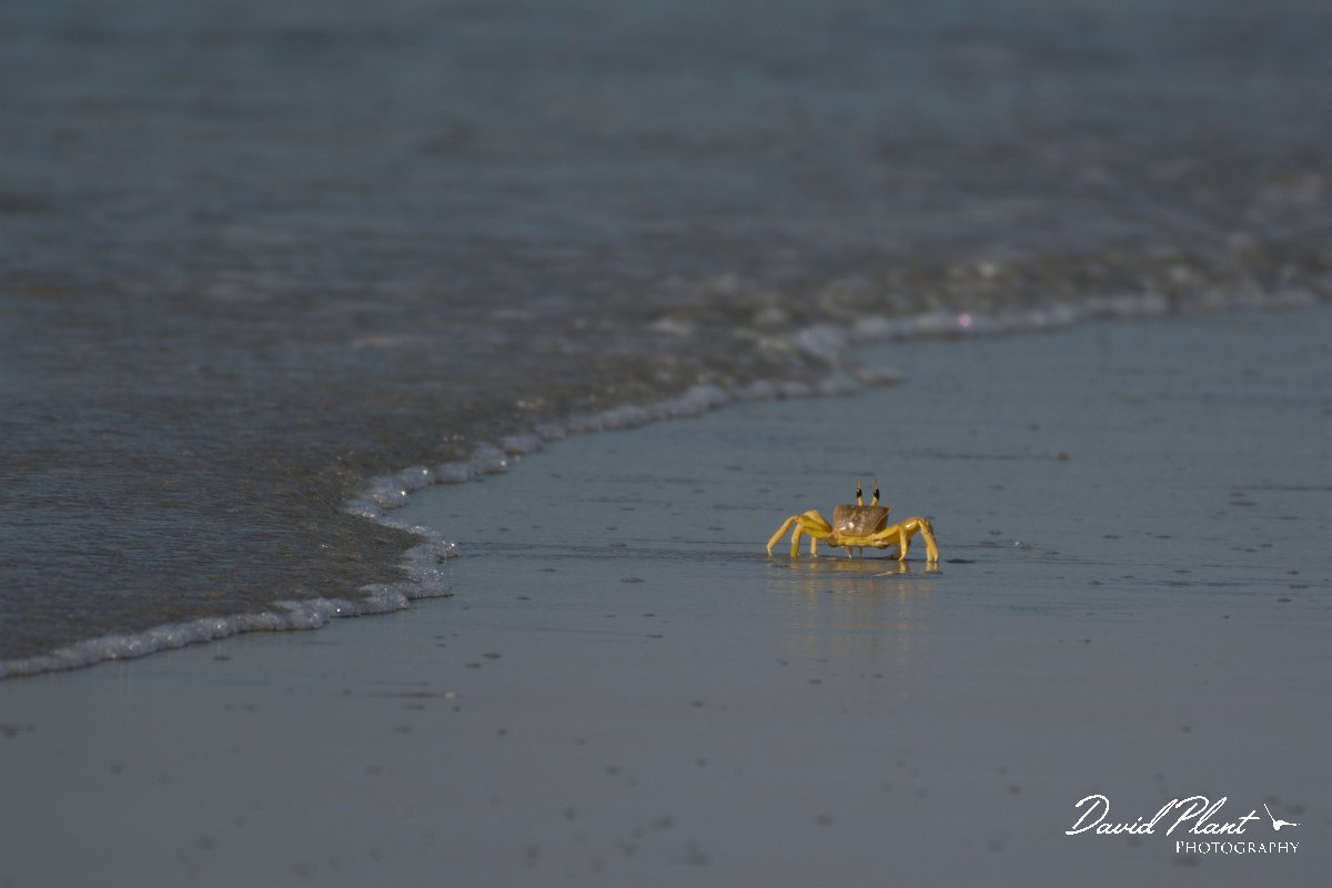DPPhotography - Oman - Ocypode rotundata - B.jpg - Ghost crab, Ocypode rotundata - Ash Shuwaymiyyah beach, Oman