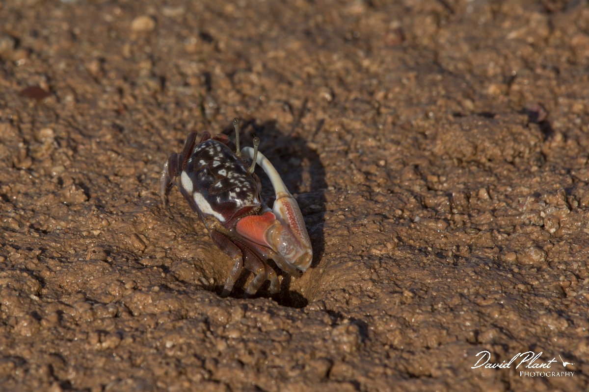 DPPhotography - Oman - Uca albimana - A.jpg - White-handed Fiddler Crab, Uca albimana - Khawr Al Hajar, Oman