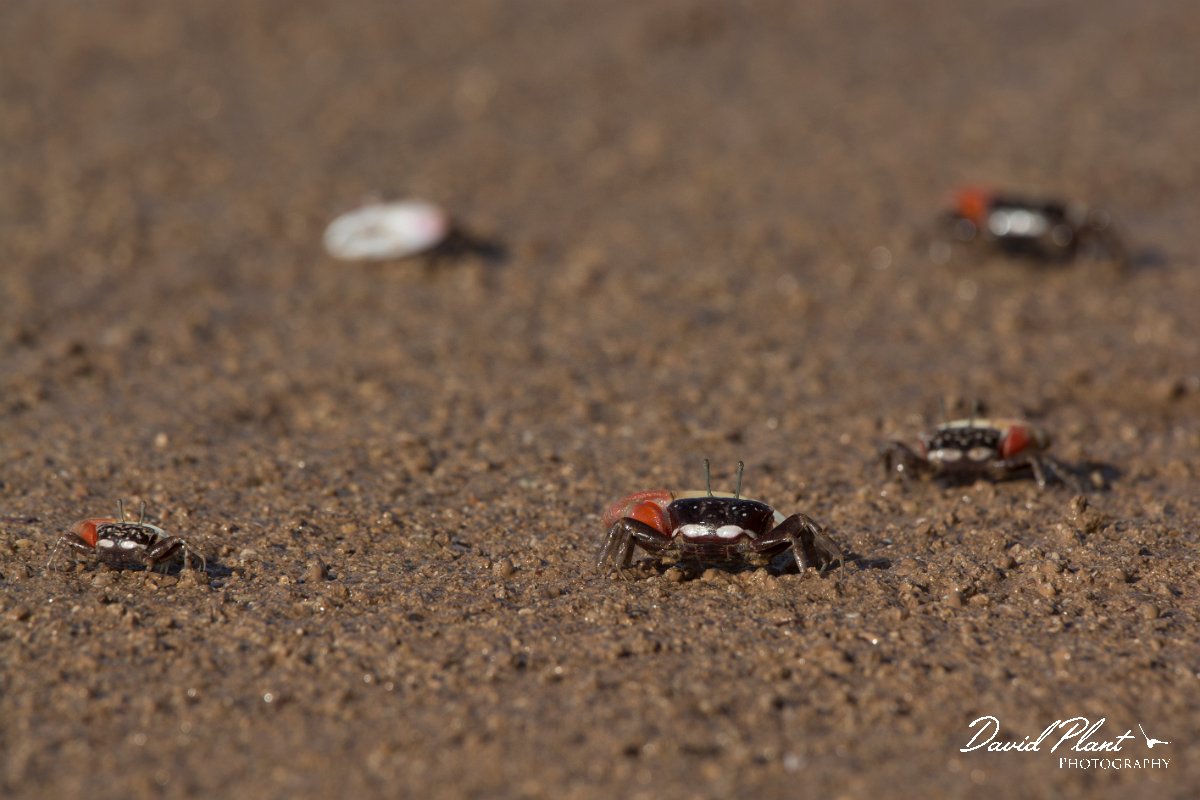 DPPhotography - Oman - Uca albimana - B.jpg - White-handed Fiddler Crab, Uca albimana - Khawr Al Hajar, Oman