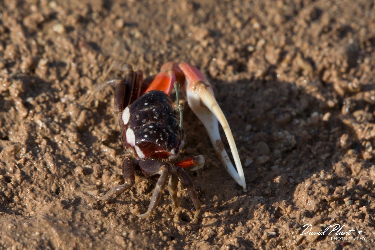 DPPhotography - Oman - Uca albimana - C.jpg - White-handed Fiddler Crab, Uca albimana - Khawr Al Hajar, Oman