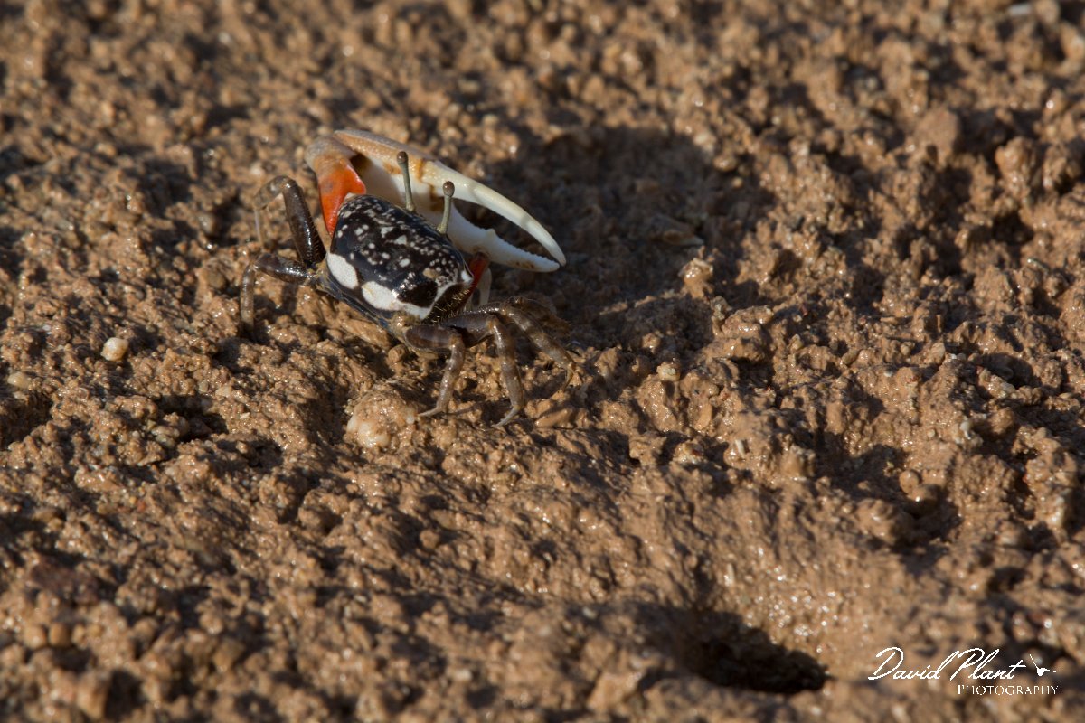 DPPhotography - Oman - Uca albimana - D.jpg - White-handed Fiddler Crab, Uca albimana - Khawr Al Hajar, Oman