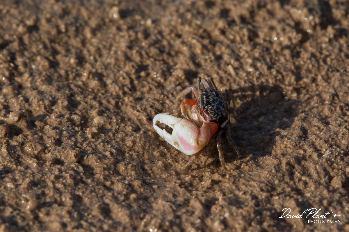 DPPhotography - Oman - Uca albimana - E.jpg - White-handed Fiddler Crab, Uca albimana - Khawr Al Hajar, Oman