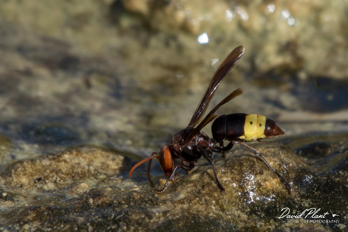 DPPhotography - Oman - Vespa orientalis - B.jpg - Oriental hornet, Vespa orientalis - Mudayy Oasis, Oman