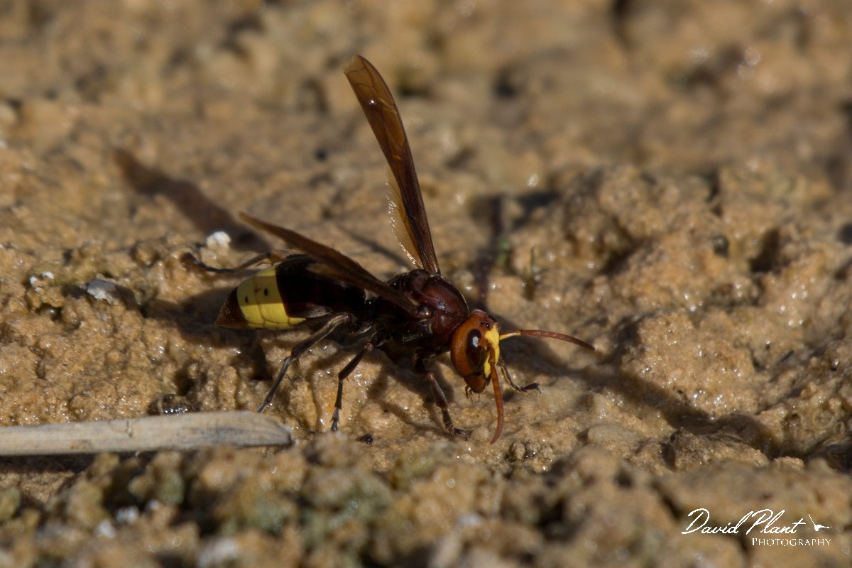 DPPhotography - Oman - Vespa orientalis - C.jpg - Oriental hornet, Vespa orientalis - Mudayy Oasis, Oman