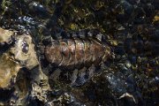 DPPhotography - Oman - Acanthopleura vaillantii - C