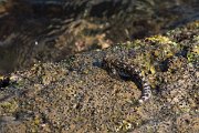 DPPhotography - Oman - Alticus kirkii - A