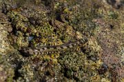DPPhotography - Oman - Alticus kirkii - B
