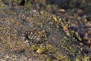 DPPhotography - Oman - Alticus kirkii - C