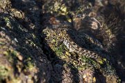 DPPhotography - Oman - Alticus kirkii - D