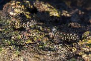 DPPhotography - Oman - Alticus kirkii - E