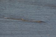 DPPhotography - Oman - Glaucostegus halavi - A