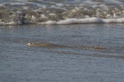DPPhotography - Oman - Glaucostegus halavi - B
